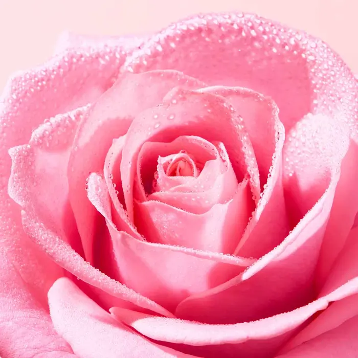 nuxe_very_rose_light_cleansing_foam_reinigingsschuim_150_ml_3264680043383_871460_3