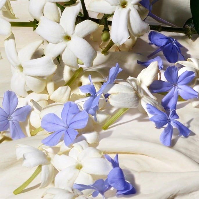 dolce___gabbana_dolce_blue_jasmine_eau_de_parfum_spray_50_ml_8057971187997_860150_4