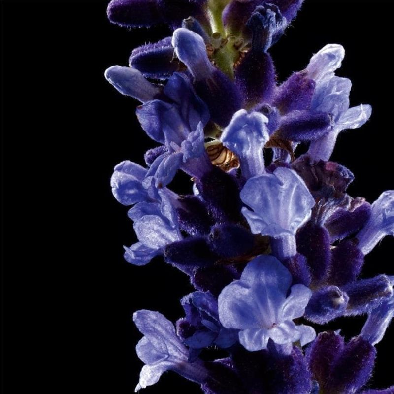 Yves Saint Laurent Kouros  Eau de Toilette 100 ml